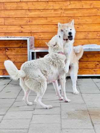 Kahoku - freundlich, aktiv