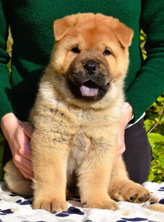 Smooth chow chow puppies (FCI pedigree)