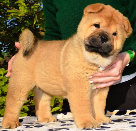 Smooth chow chow puppies (FCI pedigree)