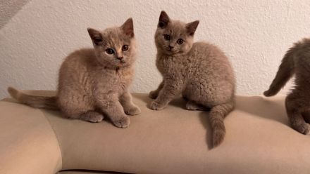 Reinrassige Britisch Kurzhaar Kitten