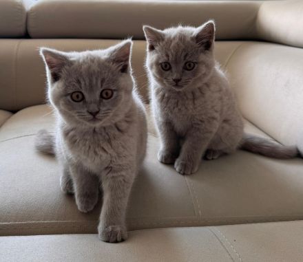Reinrassige Britisch Kurzhaar Kitten