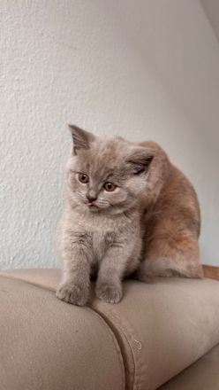 Reinrassige Britisch Kurzhaar Kitten