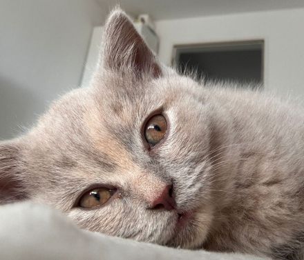 Reinrassige Britisch Kurzhaar Kitten