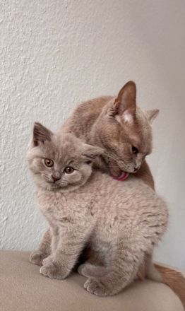 Reinrassige Britisch Kurzhaar Kitten