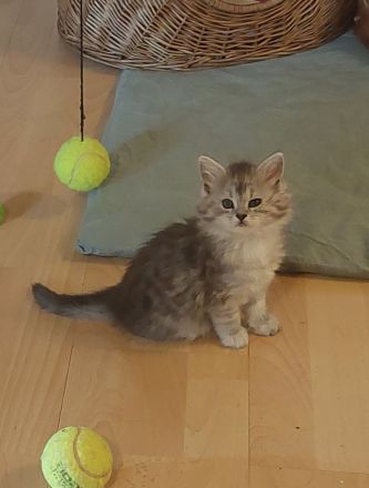 Maine Coon Kitten
