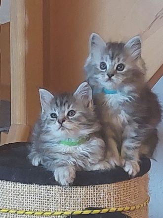 Maine Coon Kitten