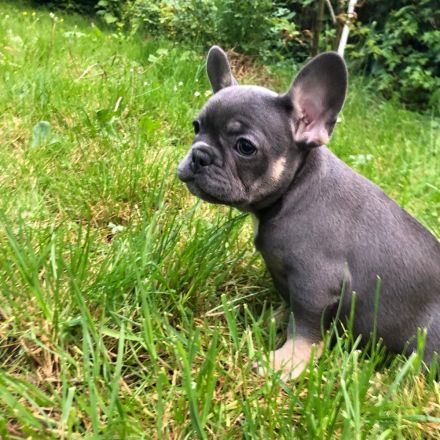Französische Bulldogge Welpen