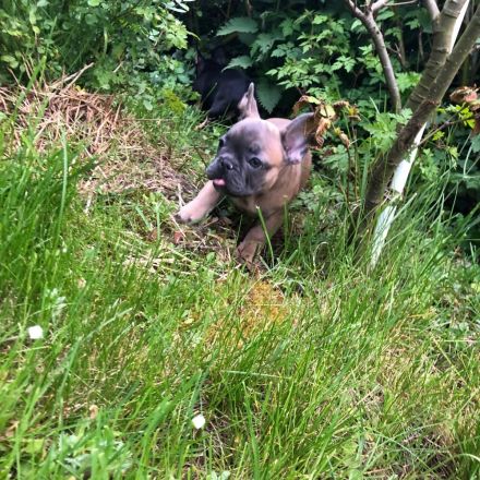Französische Bulldogge Welpen