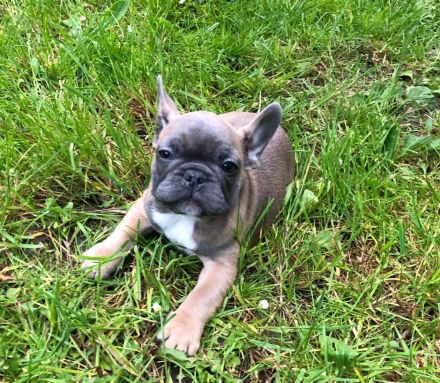 Französische Bulldogge Welpen