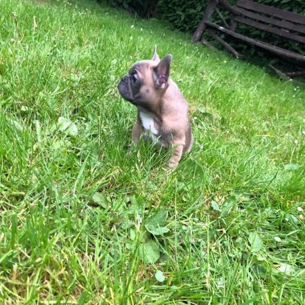 Französische Bulldogge Welpen