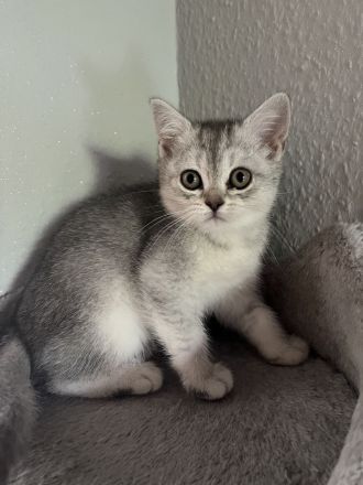 Zwei britisch kurzhaar Kitten zu verkaufen
