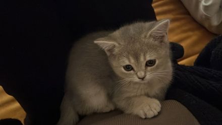 Zwei britisch kurzhaar Kitten zu verkaufen