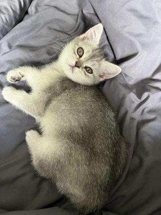 Zwei britisch kurzhaar Kitten zu verkaufen