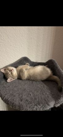 Zwei britisch kurzhaar Kitten zu verkaufen