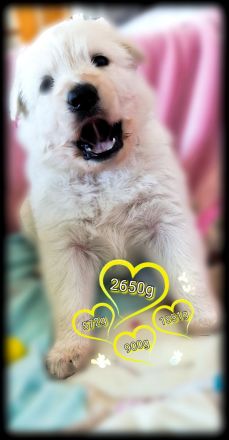 Weisse Langstockhündin, mit Papieren❣️