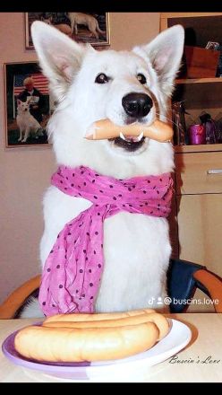 Weisse Langstockhündin, mit Papieren❣️