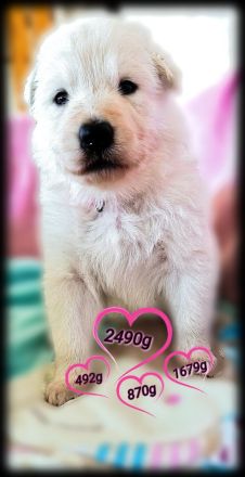 Weisse Langstockhündin, mit Papieren❣️