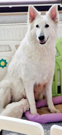 Weisse Langstockhündin, mit Papieren❣️