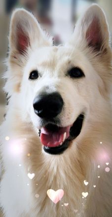 Weisse Langstockhündin, mit Papieren❣️