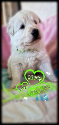 Weisse Langstockhündin, mit Papieren❣️