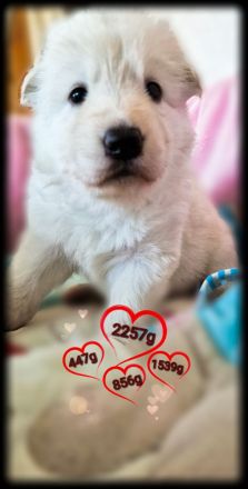 Weisse Langstockhündin, mit Papieren❣️