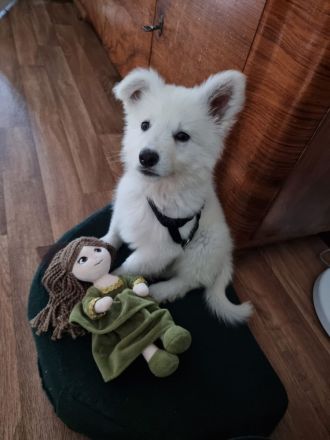 Münster-Berner-Berger-Blanc Welpen