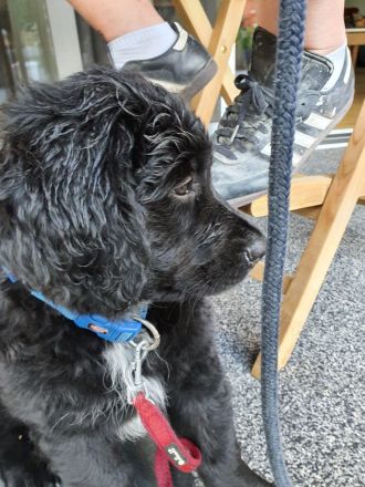 Münster-Berner-Berger-Blanc Welpen