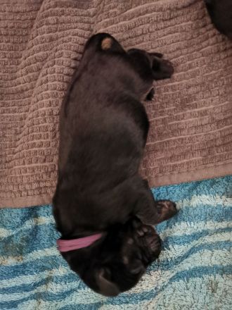 Münster-Berner-Berger-Blanc Welpen