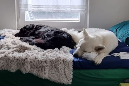 Münster-Berner-Berger-Blanc Welpen