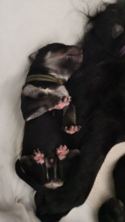 Münster-Berner-Berger-Blanc Welpen