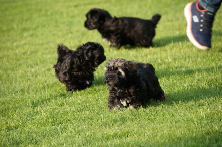 Bolonka Zwetna Welpe aus VDH-Zucht abzugeben
