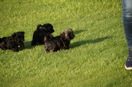 Bolonka Zwetna Welpe aus VDH-Zucht abzugeben