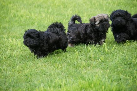 Bolonka Zwetna Welpe aus VDH-Zucht abzugeben