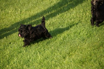 Bolonka Zwetna Welpe aus VDH-Zucht abzugeben