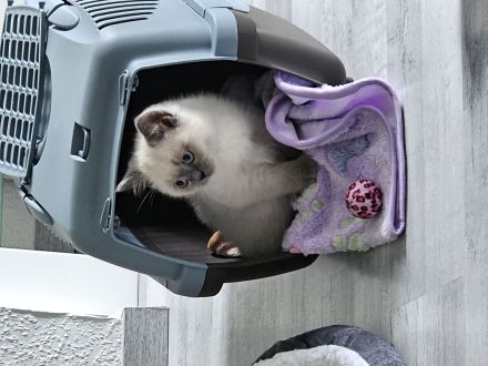 Britisch Kurzhaar Katze