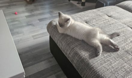 Britisch Kurzhaar Katze