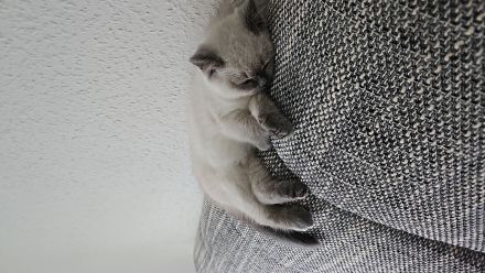 Britisch Kurzhaar Katze