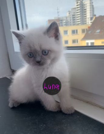 Britisch Kurzhaar Katze