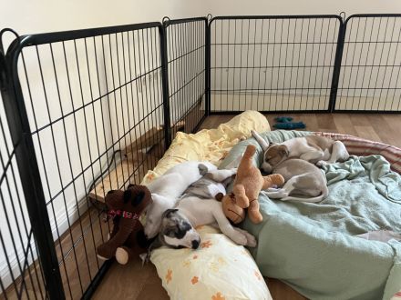 VDH-Whippetwelpen suchen noch ein Zuhause