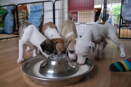 VDH-Whippetwelpen suchen noch ein Zuhause