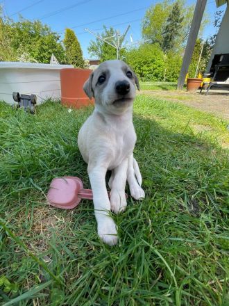 VDH-Whippetwelpen suchen noch ein Zuhause