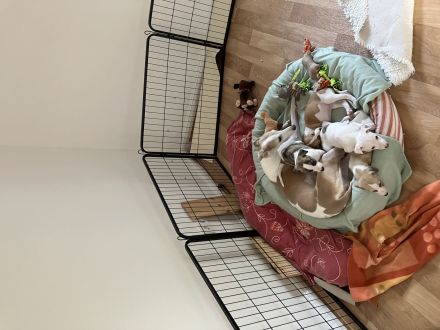 VDH-Whippetwelpen suchen noch ein Zuhause