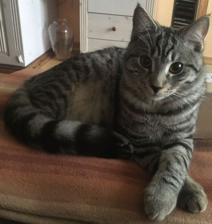 Unser Aiku sucht ein neues Zuhause mit Freigang