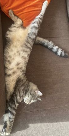 Unser Aiku sucht ein neues Zuhause mit Freigang