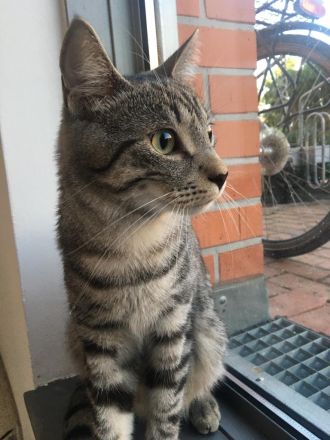 Unser Aiku sucht ein neues Zuhause mit Freigang