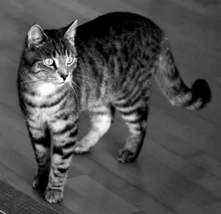 Unser Aiku sucht ein neues Zuhause mit Freigang