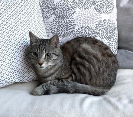 Unser Aiku sucht ein neues Zuhause mit Freigang