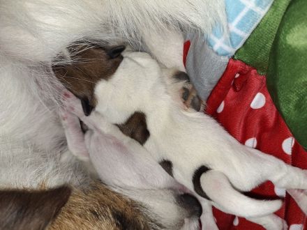 Jack Russell Terrier Welpen Rauhaar