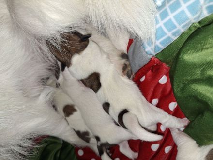 Jack Russell Terrier Welpen Rauhaar