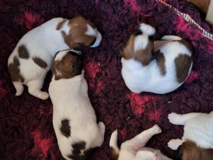 Jack Russell Terrier Welpen Rauhaar